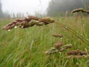 aricii Enciclopedia de plante (arici) Enciclopedia plantelor Arici