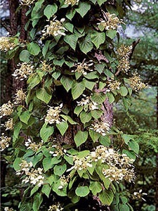 Plant Enciclopedia Hortensie (Hydrangea Ash) Plant Enciclopedia Hortensie