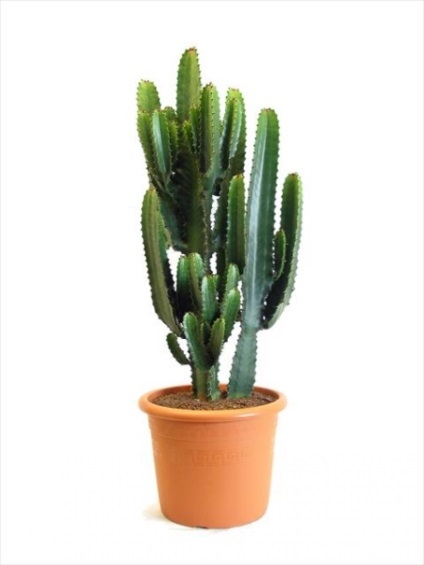 Euphorbia cum să aibă grijă de plante casa (Euphorbia) Euphorbia cum să aibă grijă de plante la domiciliu