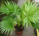 Euphorbia cum să aibă grijă de plante la domiciliu (acasă) Euphorbia cum să aibă grijă de plante la domiciliu