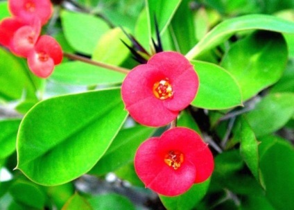 Euphorbia cum să aibă grijă de plante casa (Euphorbia) Euphorbia cum să aibă grijă de plante la domiciliu