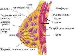 Fibro chistice glande mamare de san (FCM) simptome și tratament (fibro) Fibro chistica glande mamare de san Simptomele (FCM) și tratament