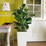 de îngrijire a camerei de flori Ficus la domiciliu (acasă) de îngrijire a camerei de flori Ficus la domiciliu