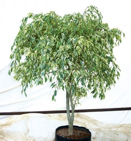 de îngrijire a camerei de flori Ficus la domiciliu (flori) de îngrijire a camerei de flori Ficus la domiciliu