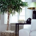 de îngrijire a camerei de flori Ficus la domiciliu (de îngrijire) de îngrijire a camerei de flori Ficus la domiciliu