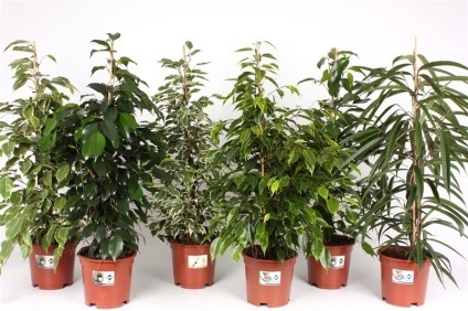 de îngrijire a camerei de flori Ficus la domiciliu (flori) de îngrijire a camerei de flori Ficus la domiciliu