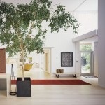 de îngrijire a camerei de flori Ficus la domiciliu (acasă) de îngrijire a camerei de flori Ficus la domiciliu