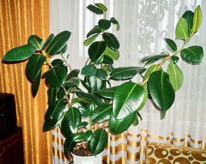 Ficus, proprietățile benefice ale cauciucului ficus interior (Ficus Elastica proprietăți utile) Ficus, proprietățile benefice ale ficus interior elastica