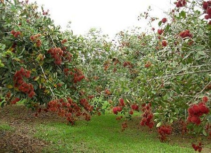 fructe rambutan - cum ar fi mancatul, proprietăți benefice, în creștere - viața mea (utilă) fructe rambutan - cum ar fi mancatul, proprietăți benefice, în creștere - viața mea