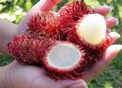 fructe rambutan - cum ar fi mancatul, proprietăți benefice, în creștere - viața mea (în creștere) fructe rambutan - cum ar fi mancatul, proprietăți benefice, în creștere - viața mea