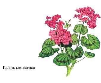 Geranium - o (graminee rar anuale) Geranium - un
