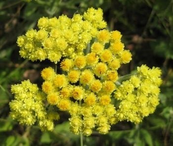Herpes zoster (zona zoster) herpes zoster