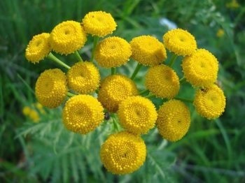 Herpes zoster (zona zoster) herpes zoster