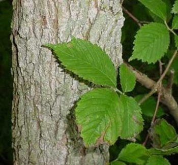Herpes zoster (pahar de apă clocotită) herpes zoster