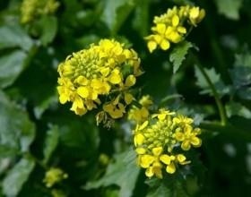 Muștar ca îngrășământ - cel mai bun mod de a nutriție organice din sol (metoda) Muștar ca îngrășământ - cel mai bun mod de a alimentelor ecologice din sol