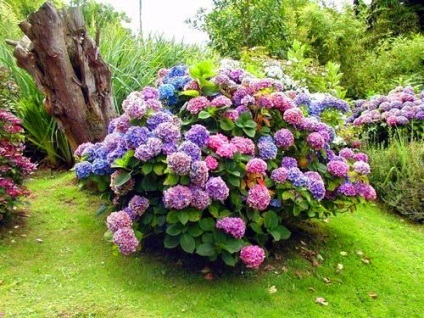 Hortensie plantare de grădină și de îngrijire foto (grădina) Hortensie plantare gradina si fotografii de îngrijire