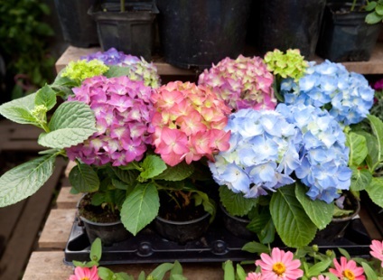 Hortensie plantare de grădină și de îngrijire foto (grădina) Hortensie plantare gradina si fotografii de îngrijire