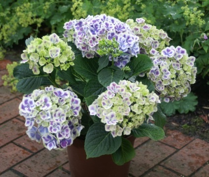 Hortensie plantare de grădină și de îngrijire foto (îngrijire) Hortensie plantare gradina si fotografii de îngrijire
