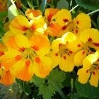Hortensie de plantare și îngrijire de grădină Fotografie (aterizare) Hortensie plantare gradina si fotografii de îngrijire