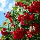 Hortensie de plantare și îngrijire de grădină Fotografie (aterizare) Hortensie plantare gradina si fotografii de îngrijire