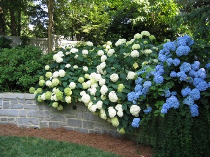Hortensie plantare gradina si fotografie de îngrijire (de plantare imagine gradina hortensii și de îngrijire a bolii flori în creștere de ce nu flori de gradina albastru) Hortensie plantare gradina si fotografii de îngrijire