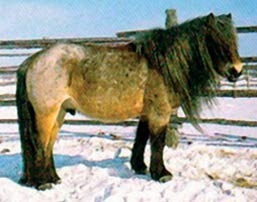 Istoria calului și omul (calul) Istoria calului și omul