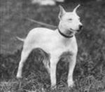 Istoria terrier rasa bull (terrier) Istoria terrier rasa taur