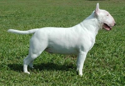 Istoria terrier rasa bull (terrier) Istoria terrier rasa taur