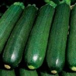 Zucchini descriere tsukesha soiuri de caracteristici de aterizare, cultivarea și întreținerea (grad) Zucchini descriere tsukesha soiuri de caracteristici de aterizare, cultivare și întreținere