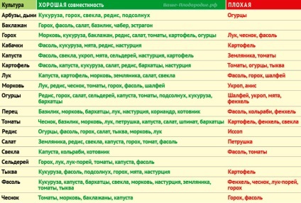 Zucchini descriere tsukesha soiuri de caracteristici de aterizare, cultivare și întreținere (caracteristici) Zucchini descriere tsukesha soiuri de caracteristici de aterizare, cultivare și întreținere