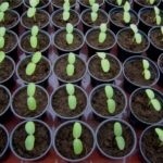 Zucchini descriere tsukesha soiuri de caracteristici de aterizare, cultivarea și întreținerea (dovlecel) Zucchini descriere tsukesha soiuri de caracteristici de aterizare, cultivare și întreținere
