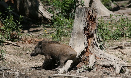 Kaban sau mistreț (mistreț) porc mistreț sau de mistreț