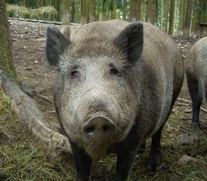 Kaban sau mistreț (mistreț) porc mistreț sau de mistreț