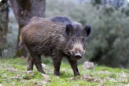 Mistret sau de mistreț (lat (Zoo) Mistret sau de mistreț (lat