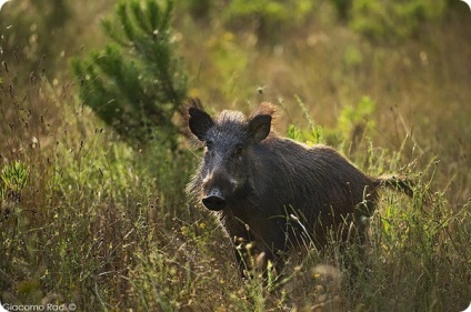 Mistret sau de mistreț (lat (porc) Mistret sau de mistreț (lat