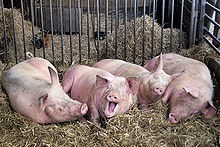 Vier (pet) (efect foarte ambiguu) Vier (pentru animale de companie)