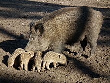 Vier (pet) (efect foarte ambiguu) Vier (pentru animale de companie)