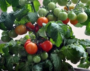Cum se obține un randament ridicat de tomate, pro100ogorod (randament ridicat de tomate) Cum de a atinge un randament ridicat de tomate, pro100ogorod