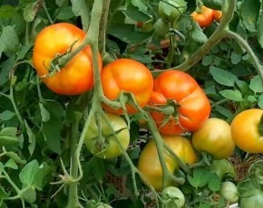 Cum se obține un randament ridicat de tomate, pro100ogorod (tomate) Cum de a atinge un randament ridicat de tomate, pro100ogorod