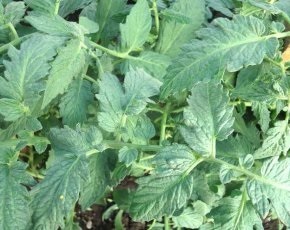 Cum se obține un randament ridicat de tomate, pro100ogorod (pro100ogorod) Cum de a atinge un randament ridicat de tomate, pro100ogorod