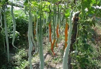 Ce plante neobișnuite pot fi cultivate în propria lor grădină (plante) Ce plante neobișnuite poate crește în grădina sa