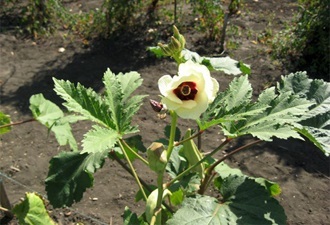 Ce plante neobișnuite pot fi cultivate în propria lor grădină (plante) Ce plante neobișnuite poate crește în grădina sa