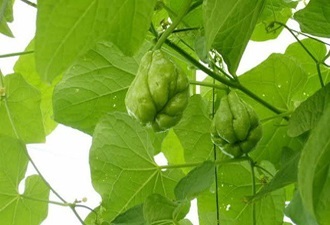 Ce plante neobișnuite pot fi cultivate în propria lor grădină (auto) Ce plante neobișnuite poate crește în grădina sa