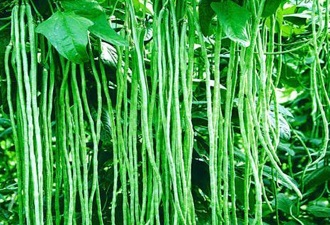 Ce plante neobișnuite pot fi cultivate în propria lor grădină (auto) Ce plante neobișnuite poate crește în grădina sa