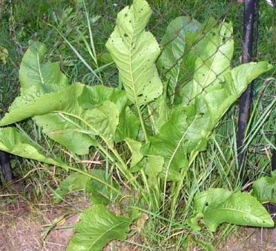 Care legumele cresc la umbra (de plantare) Care legumele cresc la umbra