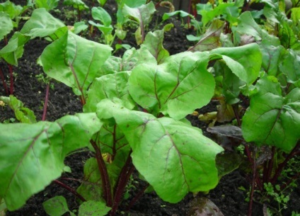 Care legumele cresc la umbra, legume (umbră) Care legumele cresc la umbra, legume