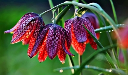 Ce flori să înflorească în luna mai (Bloom) Ce flori să înflorească în luna mai