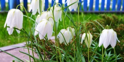 Ce flori să înflorească în luna mai (flori) Ce flori să înflorească în luna mai