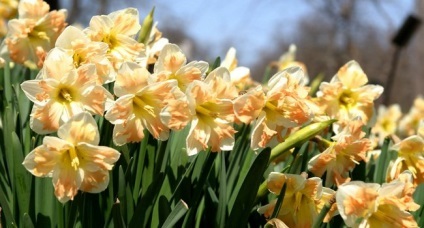 Ce flori să înflorească în luna mai (Bloom) Ce flori să înflorească în luna mai