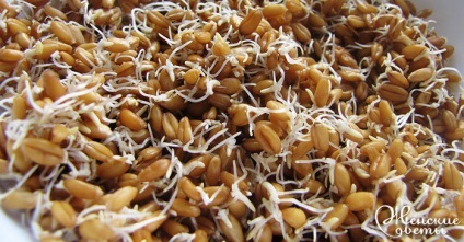Cum și de ce germina de grâu (germeni de grâu comentarii) Cum și de ce germina de grâu